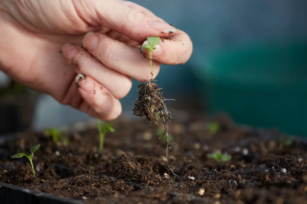 Sowing change