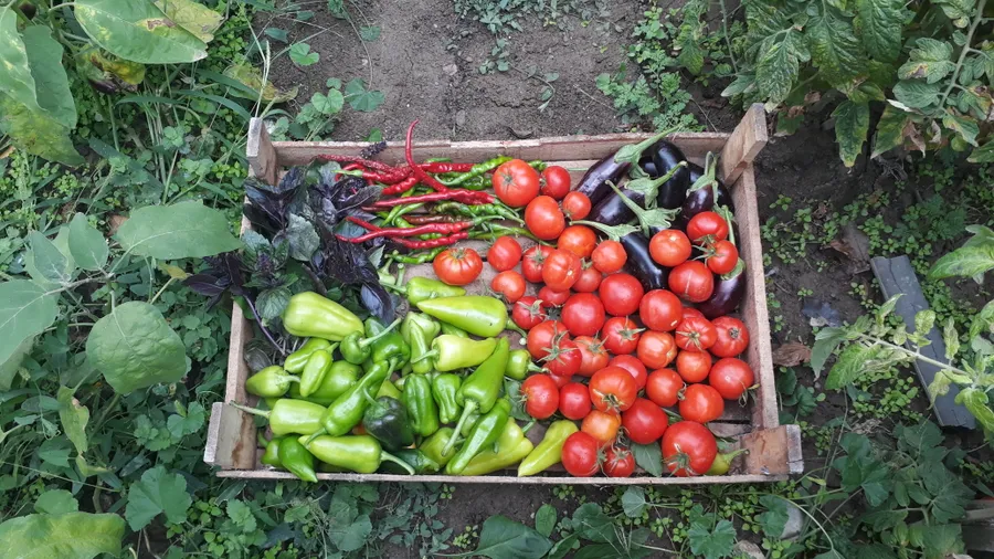 Food Sovereignty