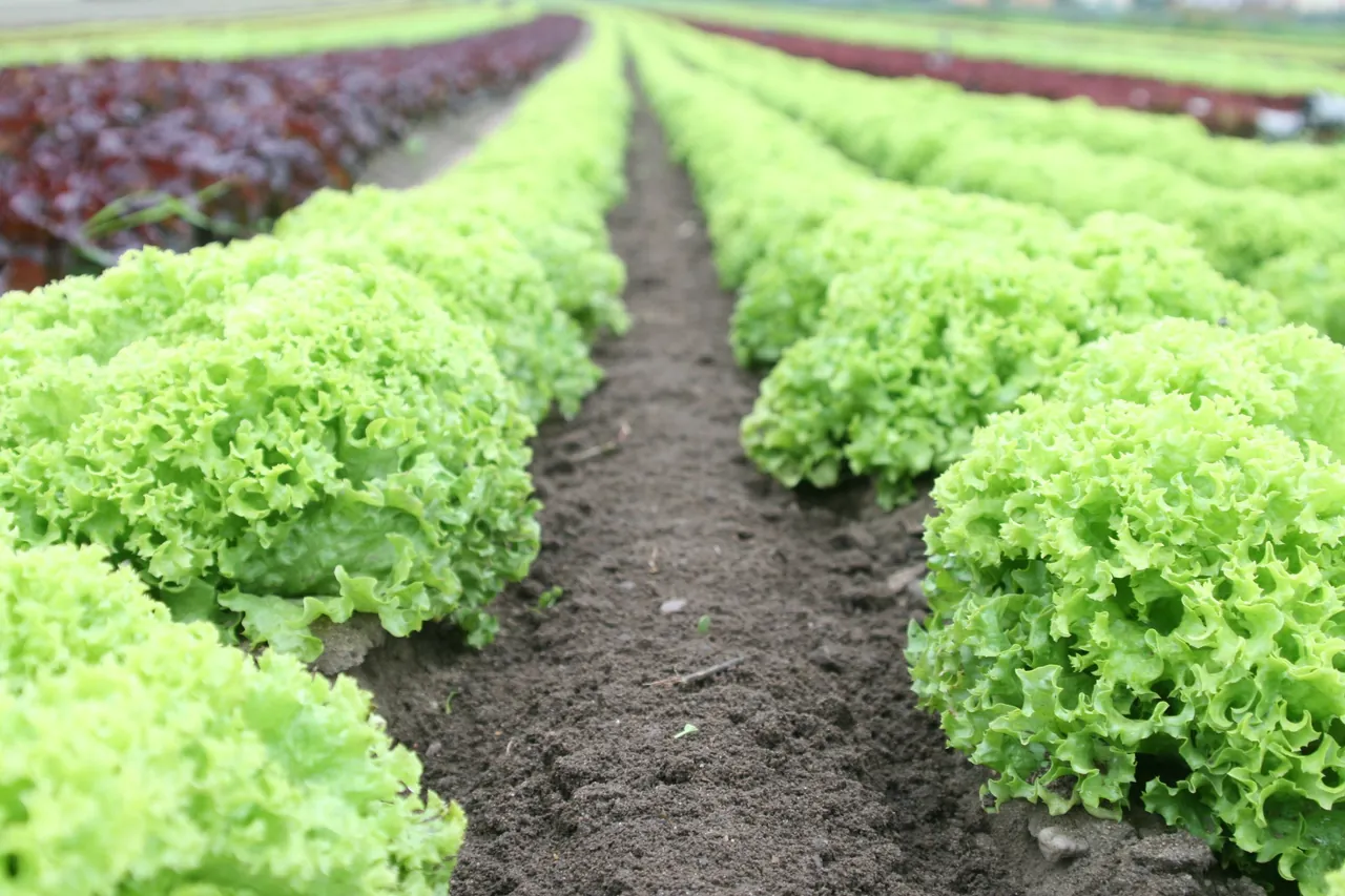Rows of lush market-garden crops, thriving and productive agroecology