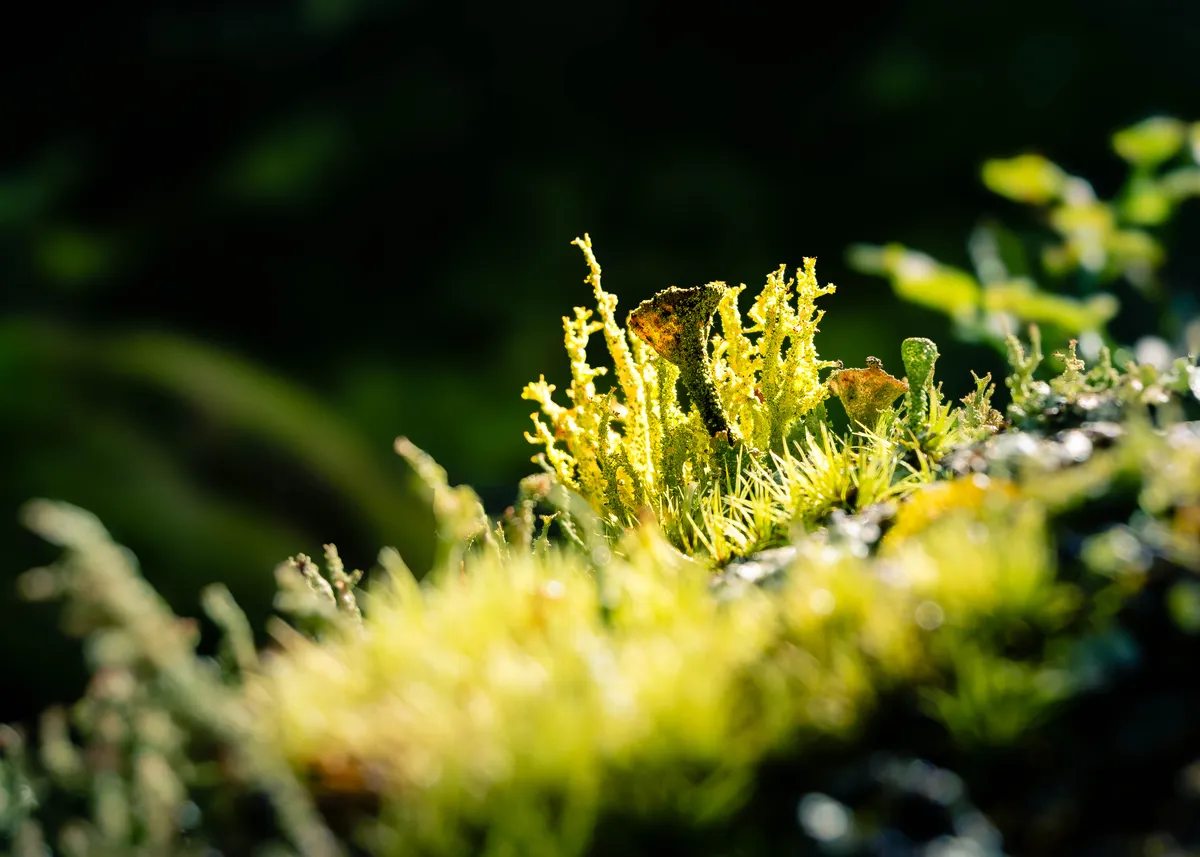 Lichen, a living symbiosis