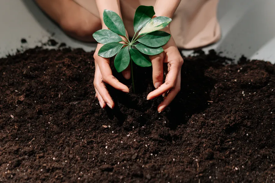 Mains plantant un jeune semis dans une terre riche